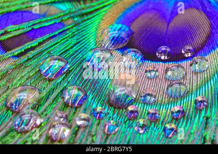 peacock feather with rain drops Stock Photo