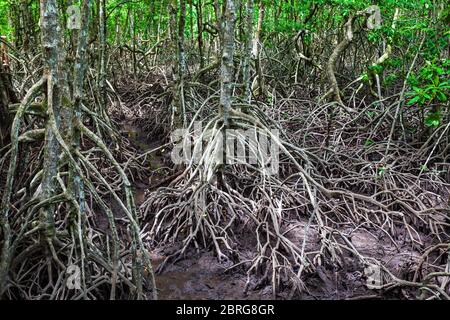 Mangrove forest near El Nido, Palawan island in Philippines Stock Photo