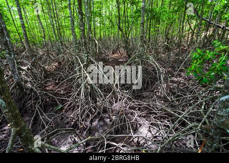 Mangrove forest near El Nido, Palawan island in Philippines Stock Photo