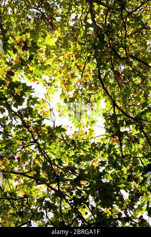 view of backlit leaves of London plane tree in Autumn Stock Photo