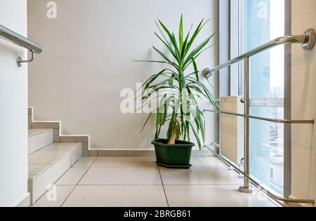 Beauty plant in the modern business office Stock Photo