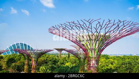 Supertree Grove is a large botanical garden in marina bay and is one of the most important attractions to visit Singapore and flower dome with blue sk Stock Photo