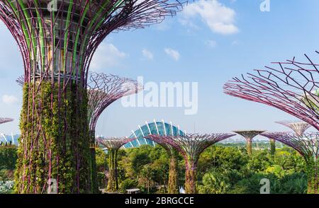 Supertree Grove is a large botanical garden in marina bay and is one of the most important attractions to visit Singapore and flower dome with blue sk Stock Photo