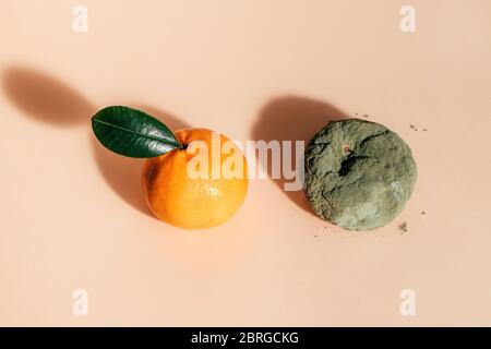 Fresh and rotten mandarins. Spoiled tangerines with green mold and fungus and a ripe fresh one with a leaf on coral background. Stock Photo