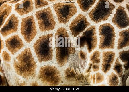 giraffe close-up detail of skin pattern Stock Photo