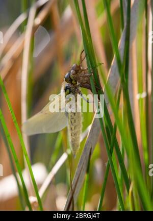 Newly emerged Four-spotted Chaser dragonfly Stock Photo