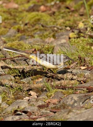 Grey Wagtail feeding on crane flies Stock Photo