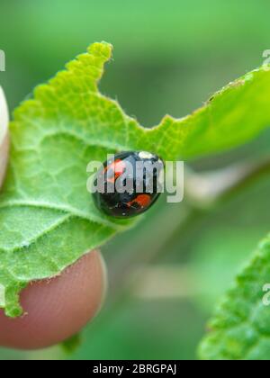 Asian ladybeetle on leaf,  Harmonia axyridis, Harlequin ladybird Stock Photo