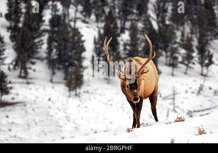 WY04574-00...WYOMING - Bull elk crossing a snow covered meadow along the Grand Loop Road in Yellowstone National Park. Stock Photo