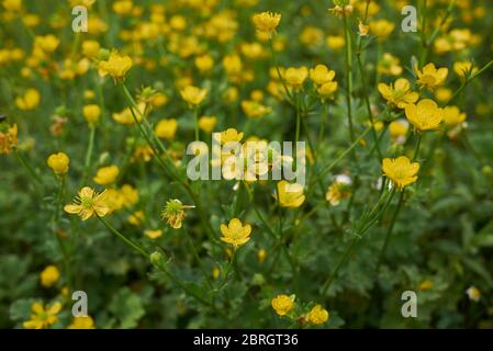 Ranunculus bulbosus yellow flowers and textured leaves Stock Photo