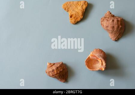 Background on the marine theme, spa, travel or beach vacation. Three sea shells and a heart-shaped stone on a light blue background. Calm colors. Plac Stock Photo