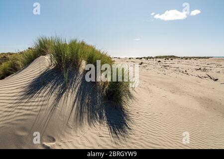 Sand dunes at Kuku Beach, Kapiti Coast, Manawatu-Whanganui, North Island, New Zealand Stock Photo