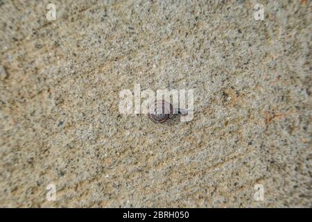 A small land snail crawling slowly across the sidewalk with its spiral shell for protection from predators on a bright sunny day in springtime Stock Photo