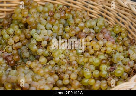 A basket of ripe green seedless grapes on a market stall in Saint-Palais-sur-Mer, Charente-Maritime, on the southwestern coast of France, in August. Stock Photo