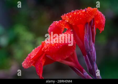 Red Canna Flower with water droplets on the petals. Stock Photo