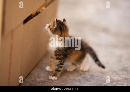 cute tricolor kitten play near cardboard box outdoors Stock Photo
