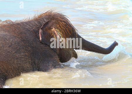 A young elefant with brown hair bathing and playing in muddy water Stock Photo