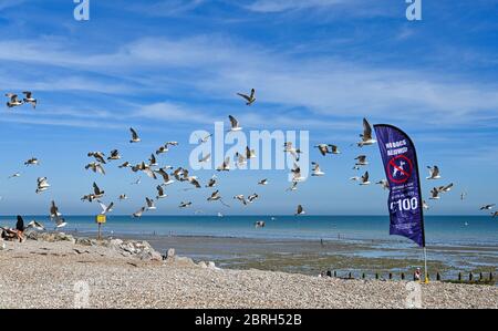 Worthing UK 21st May 2020 - A flock of seagulls on Worthing seafront on a hot sunny afternoon during lockdown through the Coronavirus COVID-19 pandemic crisis . It has been another hot day throughout Britain with temperatures reaching the high 20's again in some parts . Credit: Simon Dack / Alamy Live News Stock Photo