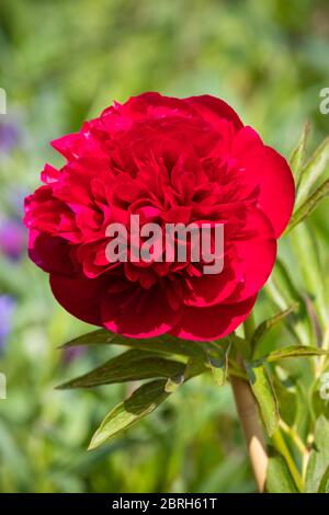 The peony or paeony is a flowering plant in the genus Paeonia Stock Photo