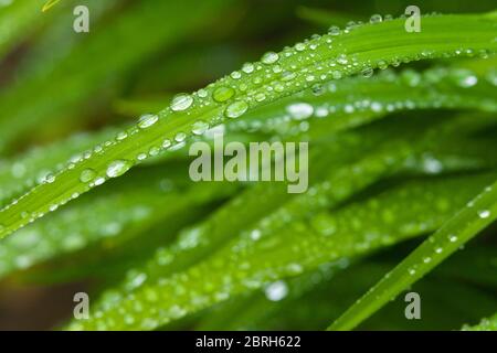 Raindrops sitting on the leaves of a daylily Stock Photo