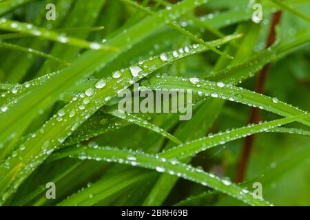 Raindrops sitting on the leaves of a daylily Stock Photo