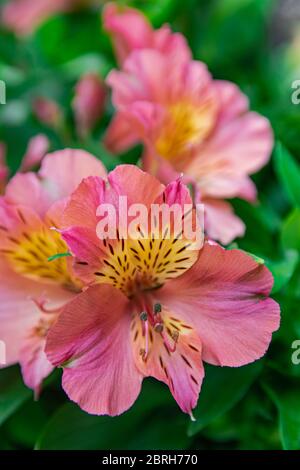 Pink Peruvian lily, (altroemeria aurantiaca ligtu), blooming with green vegetation background Stock Photo