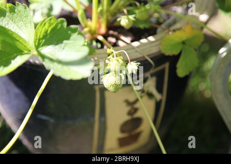 Unripe white strawberries (Fragaria × ananassa) on vine, Cambridge Favourite Stock Photo