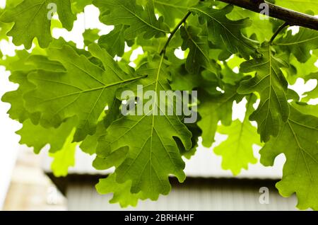 Closeup of Live Oak tree branch with cluster of acorns Stock Photo - Alamy