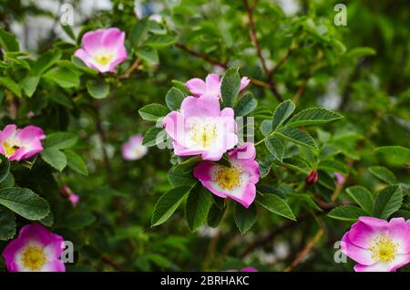 Beautiful spring briar twig (dog rose or rosehip), it can be used as a background. Pink bloom, buds, green leaves Stock Photo