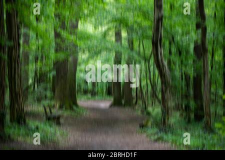 A blurry photo of trees in a green forest with the forest path and a bench next to it Stock Photo