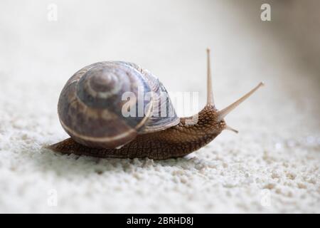 A close up of a snail on a white stone surface Stock Photo