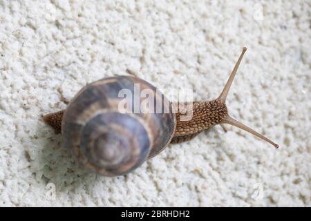 A close up of a snail on a white stone surface from a birds perspective Stock Photo