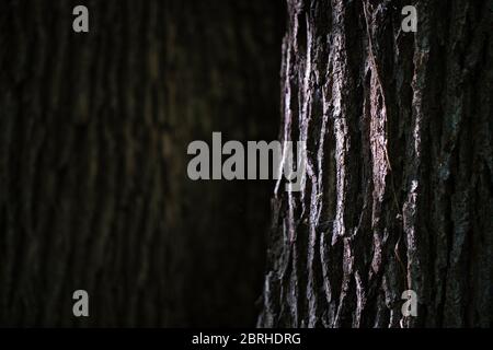 A close up of a trees sun lit bark Stock Photo