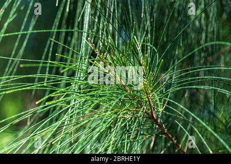 Australian pine tree (Casuarina equisetifolia) needles closeup - Davie, Florida, USA Stock Photo