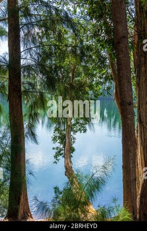 Broad-leaved paperbark tree (Melaleuca quinquenervia) overhanging blue green lake, framed by tree trunks, vertical - Davie, Florida, USA Stock Photo