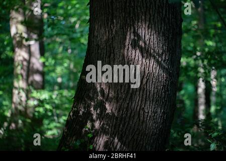A sun lit trees bark in a forest Stock Photo