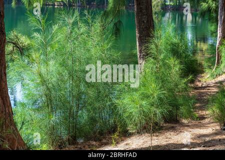 Australian pine tree (Casuarina equisetifolia) young green plants growing along lake - Davie, Florida, USA Stock Photo