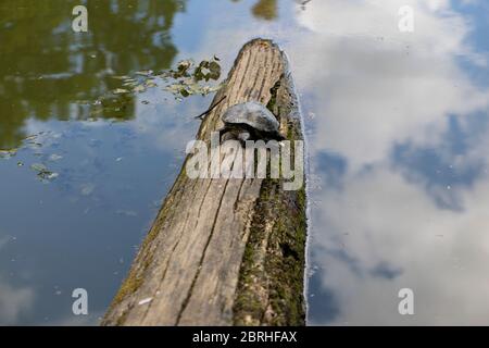 A turtle standing on a tree log in a lake Stock Photo