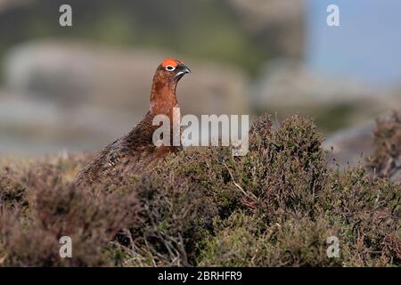 Red Grouse (Lagopus lagopus scotica) in the heather moorland of the Peak District Stock Photo