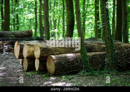Tree logs in a green forest Stock Photo