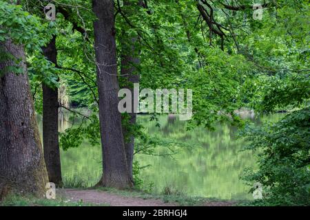 Trees in a green forest with a path between them and a lake in the background