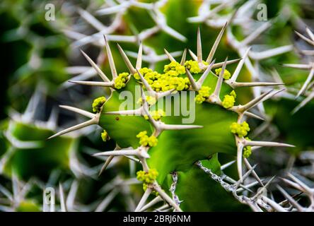 Close-up on Euphorbia Grandicornis, Cow's Horn Cactus with delicate yellow-green flowers. Stock Photo