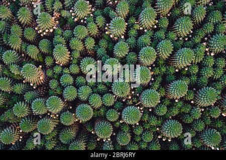 Top-down view of a clump of mammillaria cactus forming interesting fractal patterns. Abstract detailed natural cacti background. Stock Photo