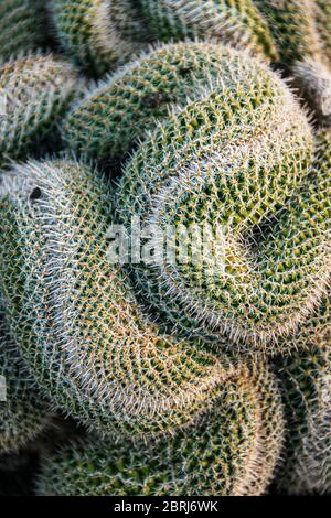 Top-down view of snake-like coils of mammilaria cristata cactus. Interesting detailed natural background. Stock Photo