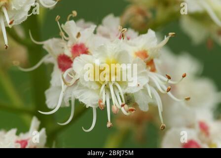 The flowers of a beautiful Horse Chestnut tree, Aesculus hippocastanum, growing in woodland in the UK. Stock Photo