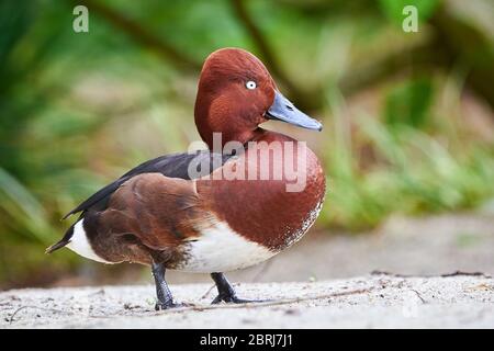 Ferruginous duck male closeup (Aythya nyroca) Stock Photo