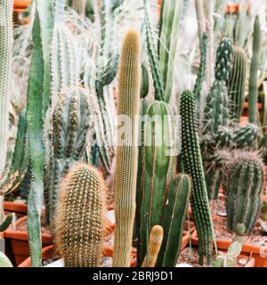 Different kinds of cacti in a greenhouse. Stock Photo