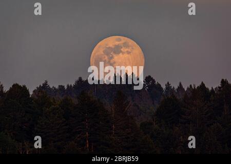 The rising full moon over a northern California forest. Stock Photo