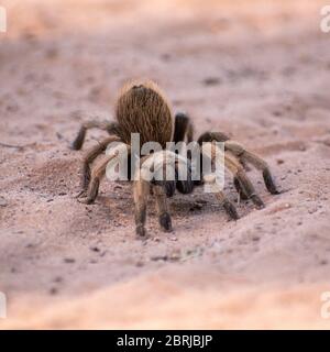 Desert tarantula on the sand Stock Photo