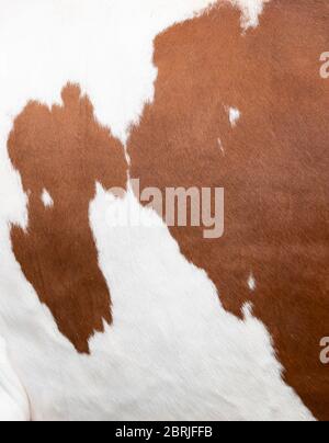 closeup of part of cowhide from red and white spotted cow Stock Photo